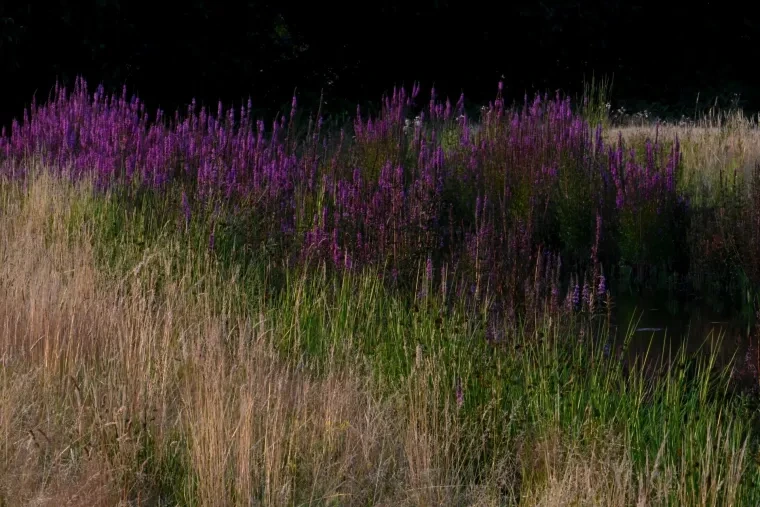 Atelier Natur – Ortenau, Sommer