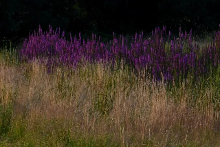 Atelier Natur – Ortenau, Sommer