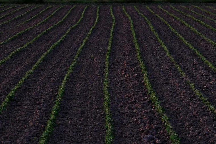 Atelier Natur – Ortenau, Feld, Frühling