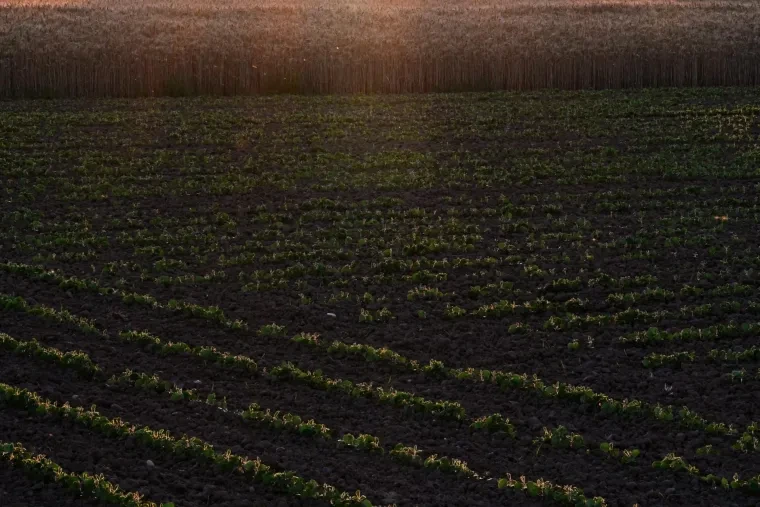 Atelier Natur – Ortenau, Feld, Sonnenuntergang, Frühling
