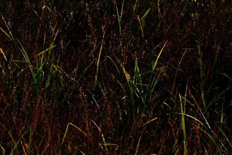 Atelier Natur – Ortenau, Sommer