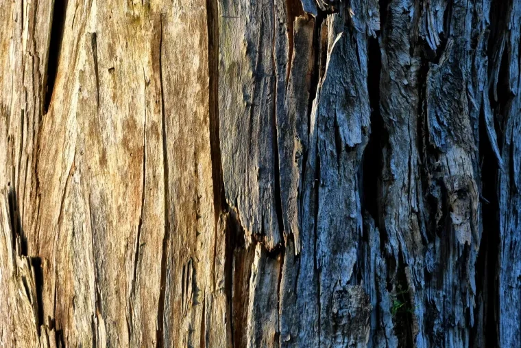 Atelier Natur – Ortenau, Sommer