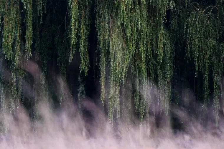 Atelier Natur – Ortenau, Wald, Nebel, Mystisch, Sommer