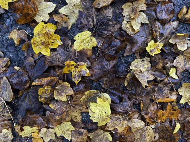 Atelier Natur – Ortenau, Herbst
