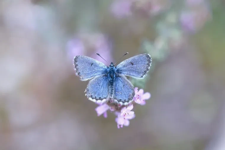 Andere Tiere – Ortenau, Bläuling, Malerisch, Frühling