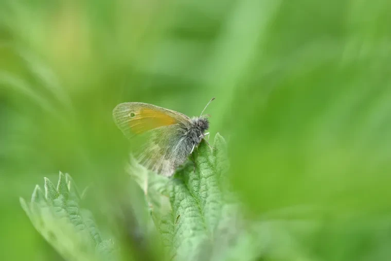 Andere Tiere – Ortenau, Wiesenvögelchen, Malerisch, Frühling