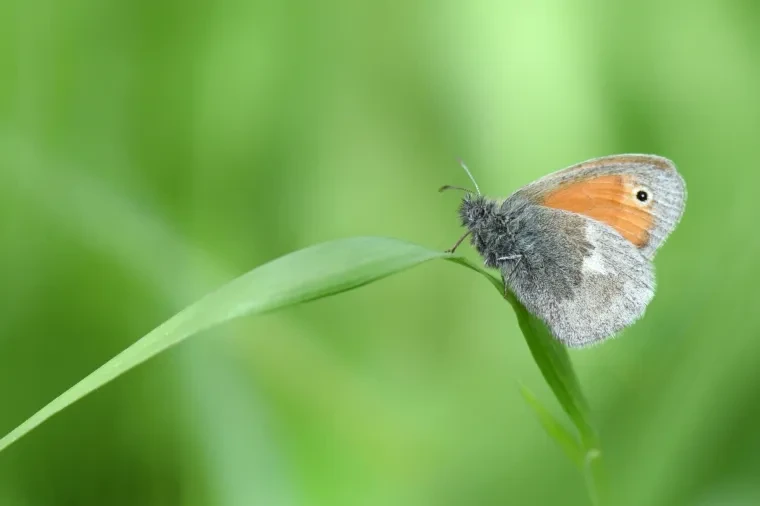 Andere Tiere – Ortenau, Wiesenvögelchen, Malerisch, Frühling