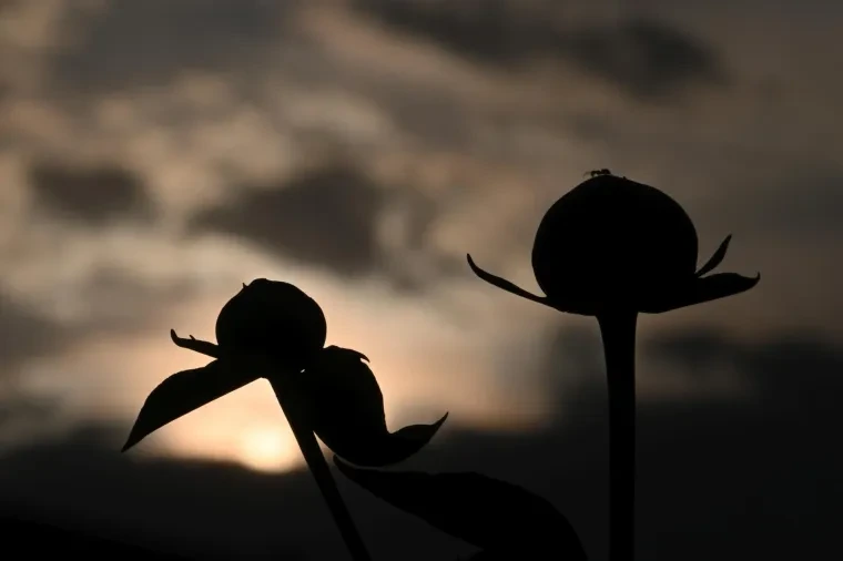 Andere Tiere – Ortenau, Ameise, Sonnenuntergang, Frühling