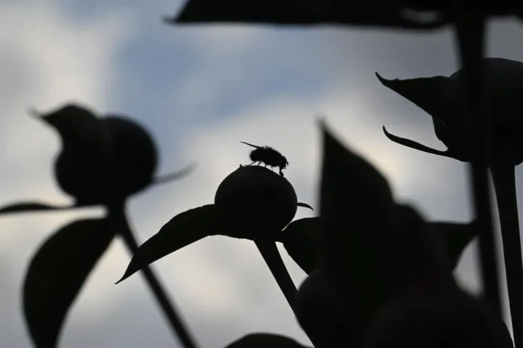 Andere Tiere – Ortenau, Fliege, Frühling
