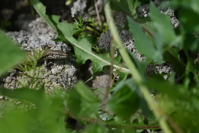 Andere Tiere – Ortenau, Frühling