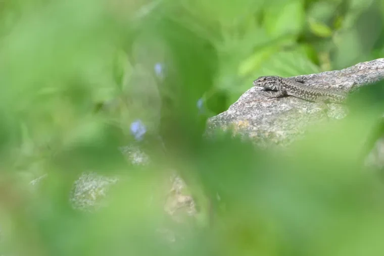 Andere Tiere – Ortenau, Mauereideschse, Frühling