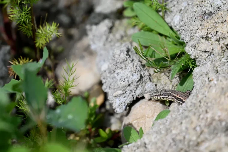 Andere Tiere – Ortenau, Frühling