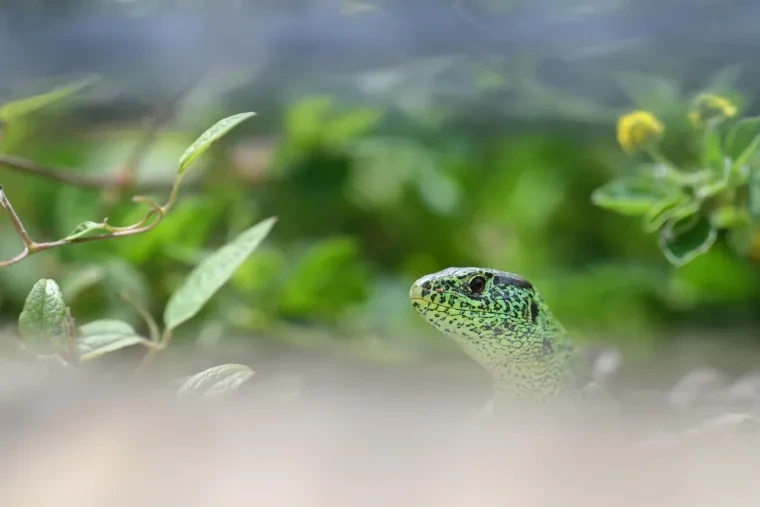 Andere Tiere – Ortenau, Zauneidechse, Frühling