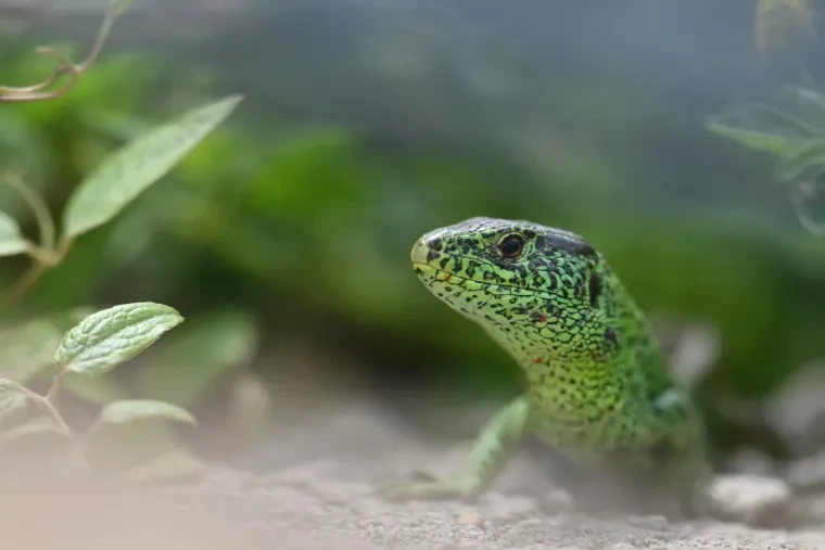 Andere Tiere – Ortenau, Zauneidechse, Frühling