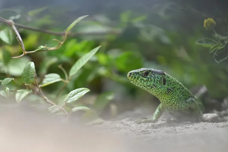 Andere Tiere – Ortenau, Zauneidechse, Frühling