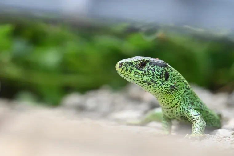 Andere Tiere – Ortenau, Zauneidechse, Frühling