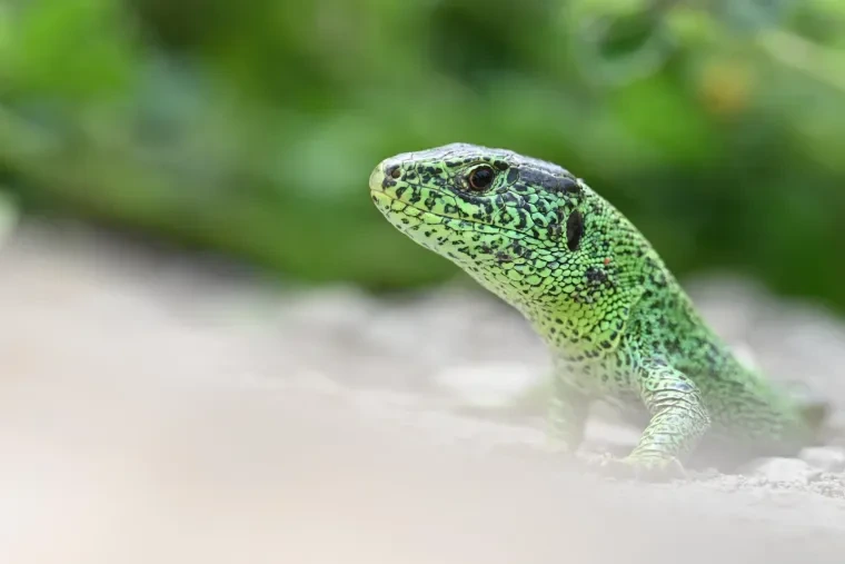 Andere Tiere – Ortenau, Zauneidechse, Frühling