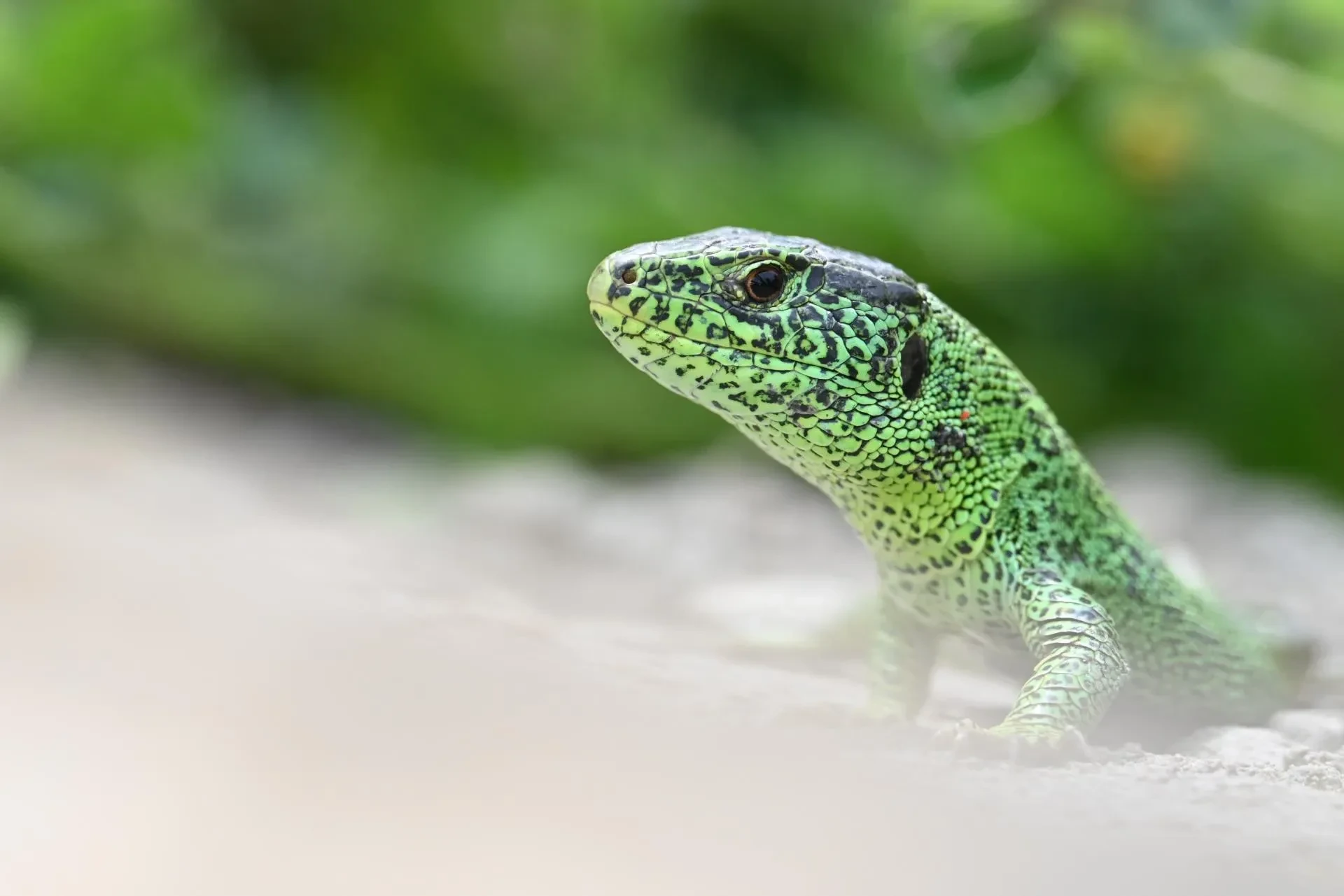 Andere Tiere – Ortenau, Zauneidechse, Frühling