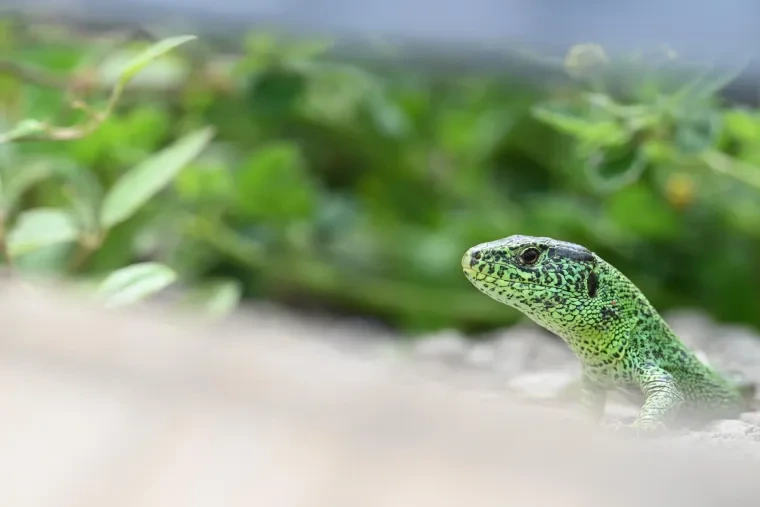 Andere Tiere – Ortenau, Zauneidechse, Frühling