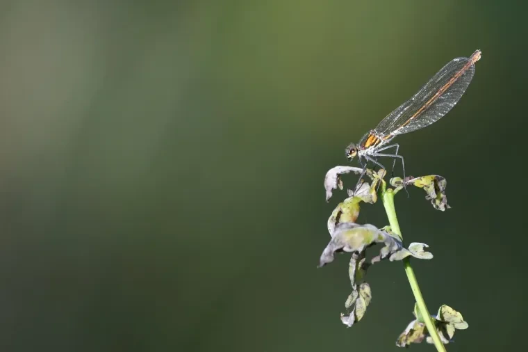 Andere Tiere – Ortenau, Libelle, Sommer