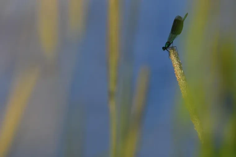 Andere Tiere – Ortenau, Prachtlibelle, Sommer