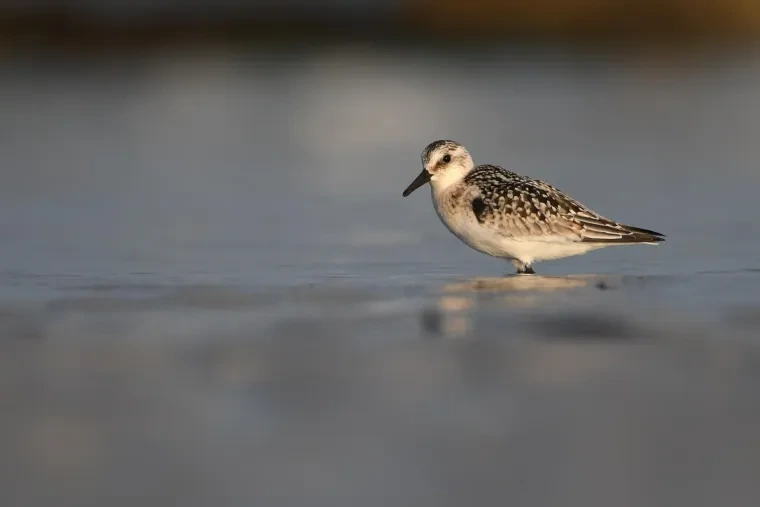 Vögel – Bretagne, Sanderling, Sommer