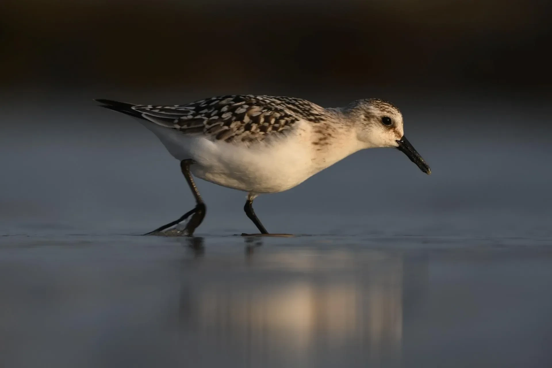Vögel – Bretagne, Sanderling, Sommer