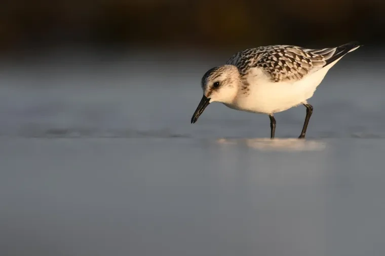 Vögel – Bretagne, Sanderling, Sommer