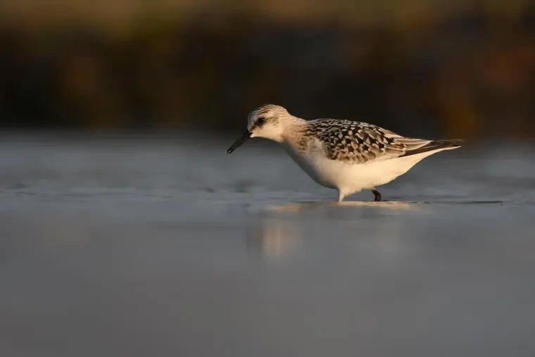 Vögel – Bretagne, Sanderling, Sommer