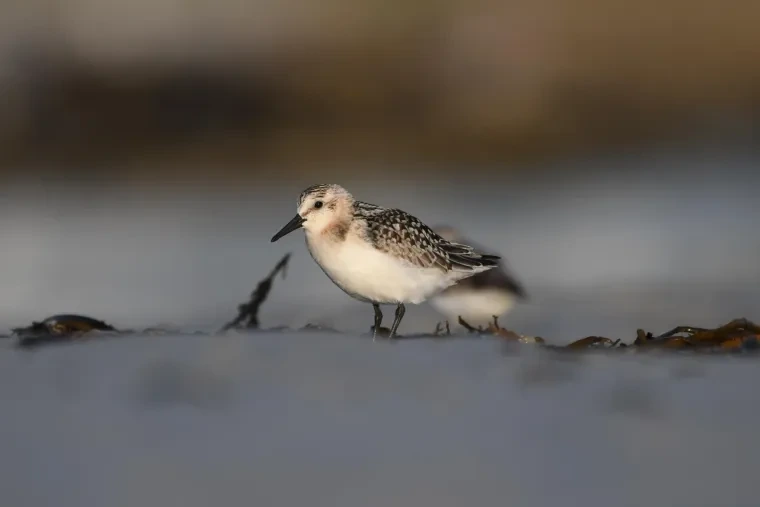 Vögel – Bretagne, Sanderling, Sommer