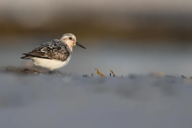 Vögel – Bretagne, Sanderling, Sommer