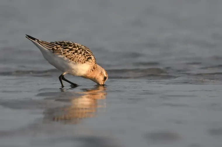 Vögel – Bretagne, Sanderling, Sommer