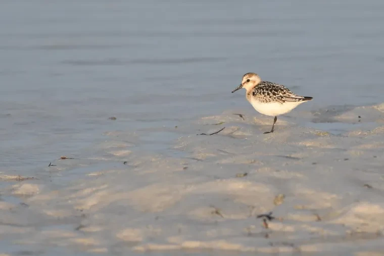 Vögel – Bretagne, Sanderling, Sommer