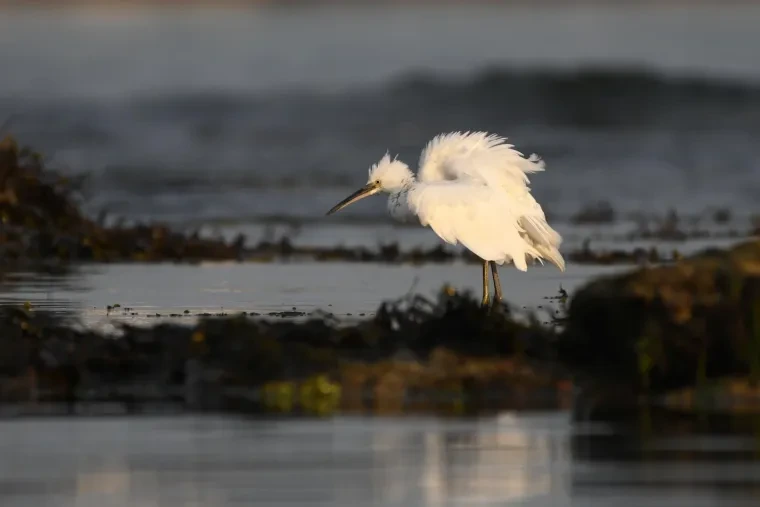 Vögel – Bretagne, Seidenreiher, Sommer