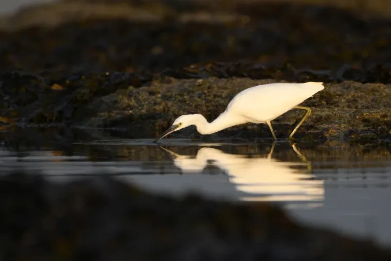 Vögel – Bretagne, Seidenreiher, Sommer