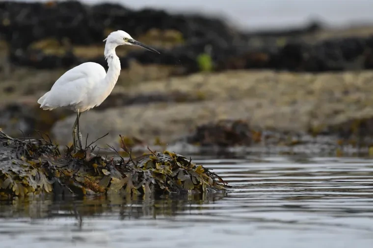 Vögel – Bretagne, Seidenreiher, Sommer