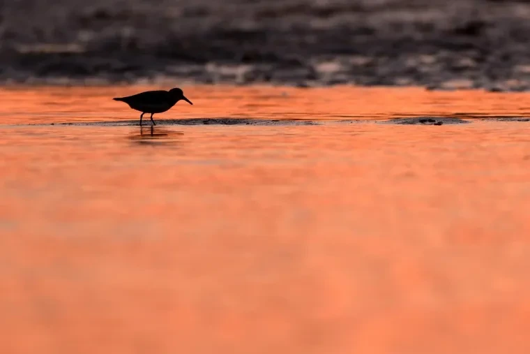Vögel – Bretagne, Watvogel, Sonnenuntergang, Sommer