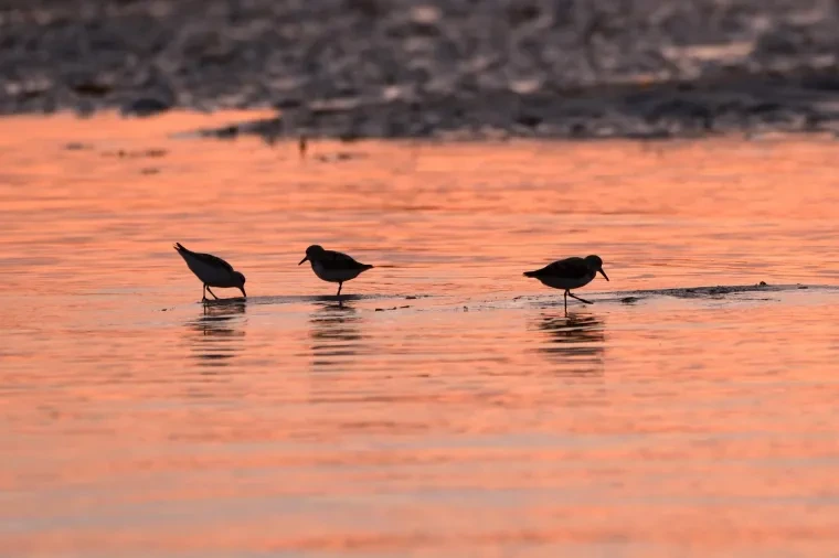 Vögel – Bretagne, Watvogel, Sonnenuntergang, Sommer