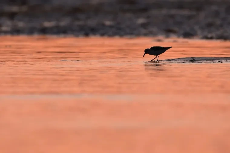 Vögel – Bretagne, Watvogel, Sonnenuntergang, Sommer