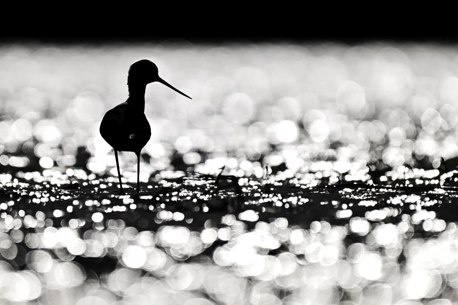 Vögel – Camargue, Stelzenläufer, Frühling