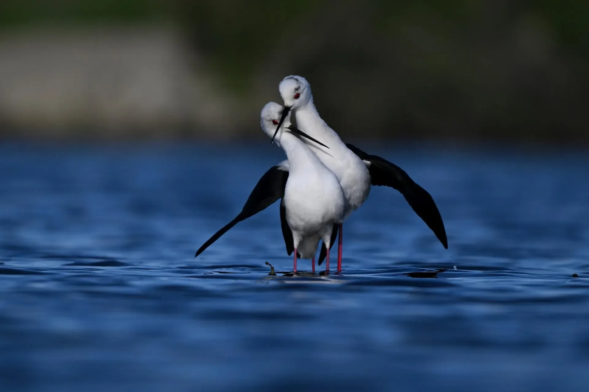 Vögel – Camargue, Stelzenläufer, Frühling