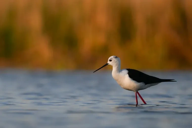 Vögel – Camargue, Stelzenläufer, Frühling