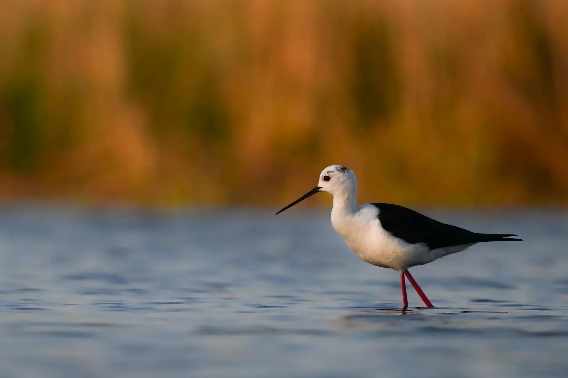Vögel – Camargue, Stelzenläufer, Frühling