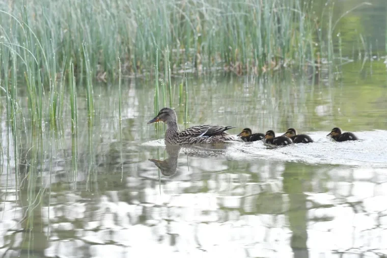 Vögel – Dolomiten, Stockente, Frühling