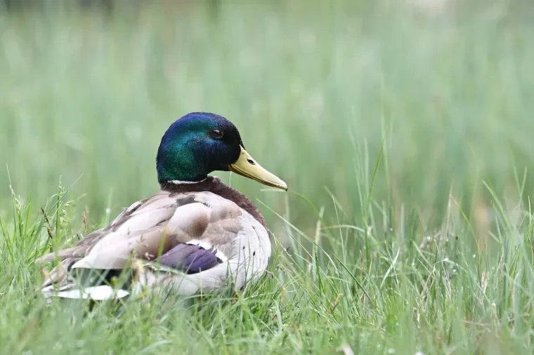 Vögel – Dolomiten, Stockente, Frühling
