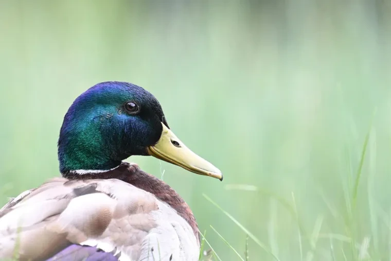 Vögel – Dolomiten, Stockente, Frühling