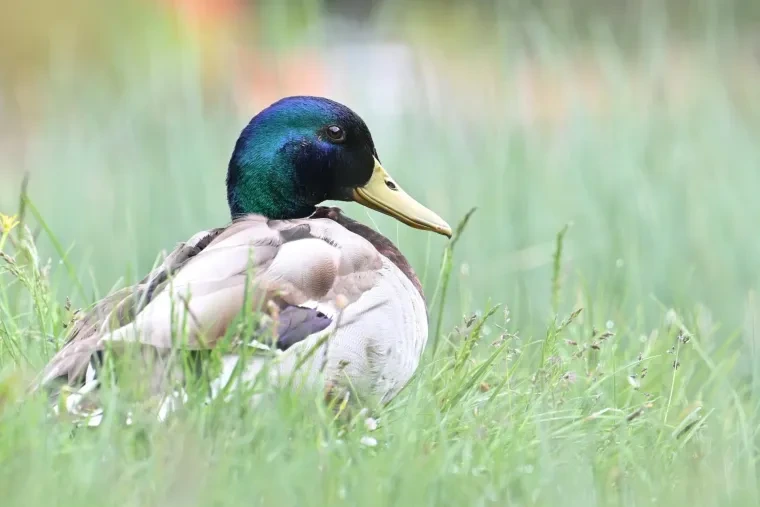 Vögel – Dolomiten, Stockente, Frühling
