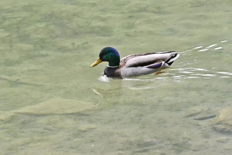 Vögel – Dolomiten, Stockente, Frühling