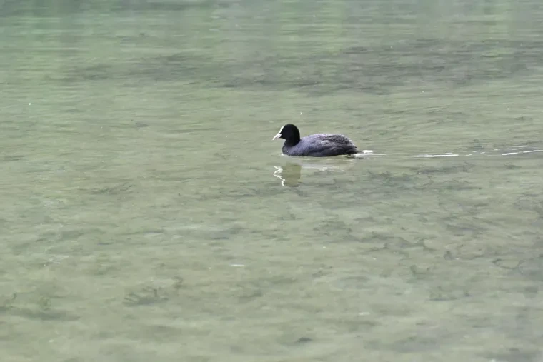 Vögel – Dolomiten, Blässhuhn, Frühling