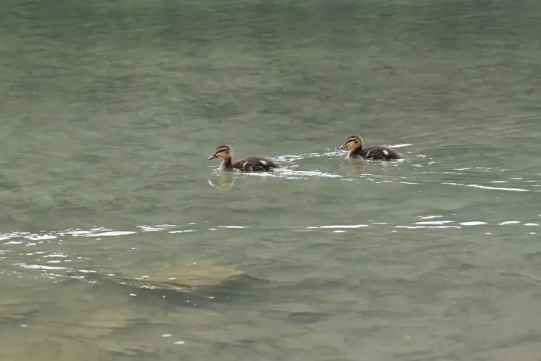 Vögel – Dolomiten, Stockente, Frühling